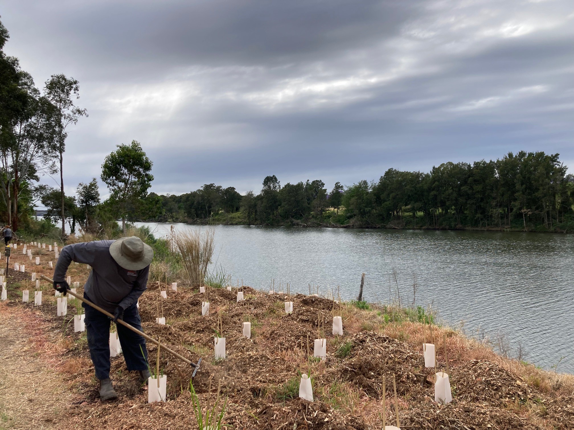 An image of a man planting trees on the riverbank at the Nepean River