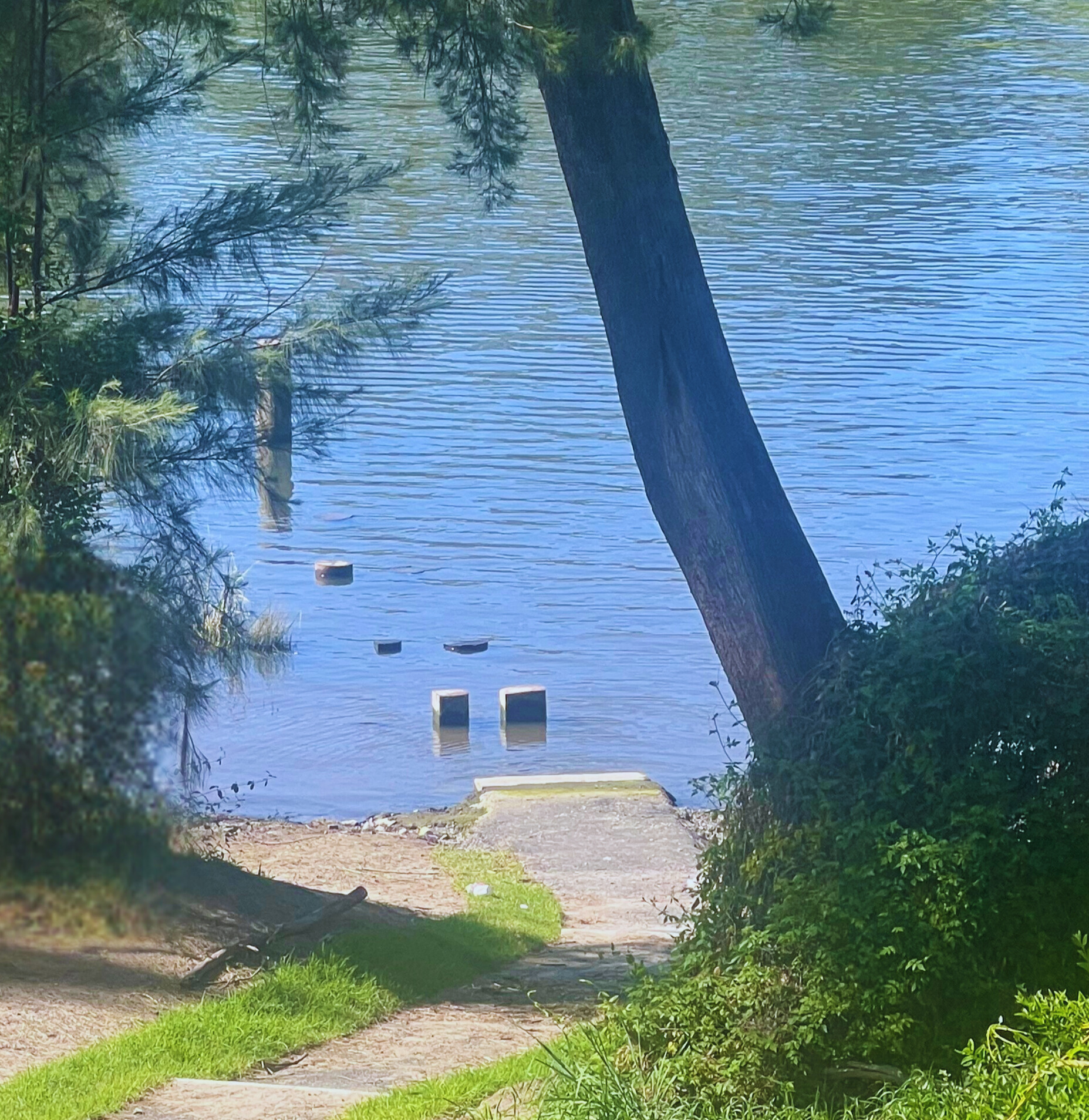 A photo of the Nepean River showing the piling logs 